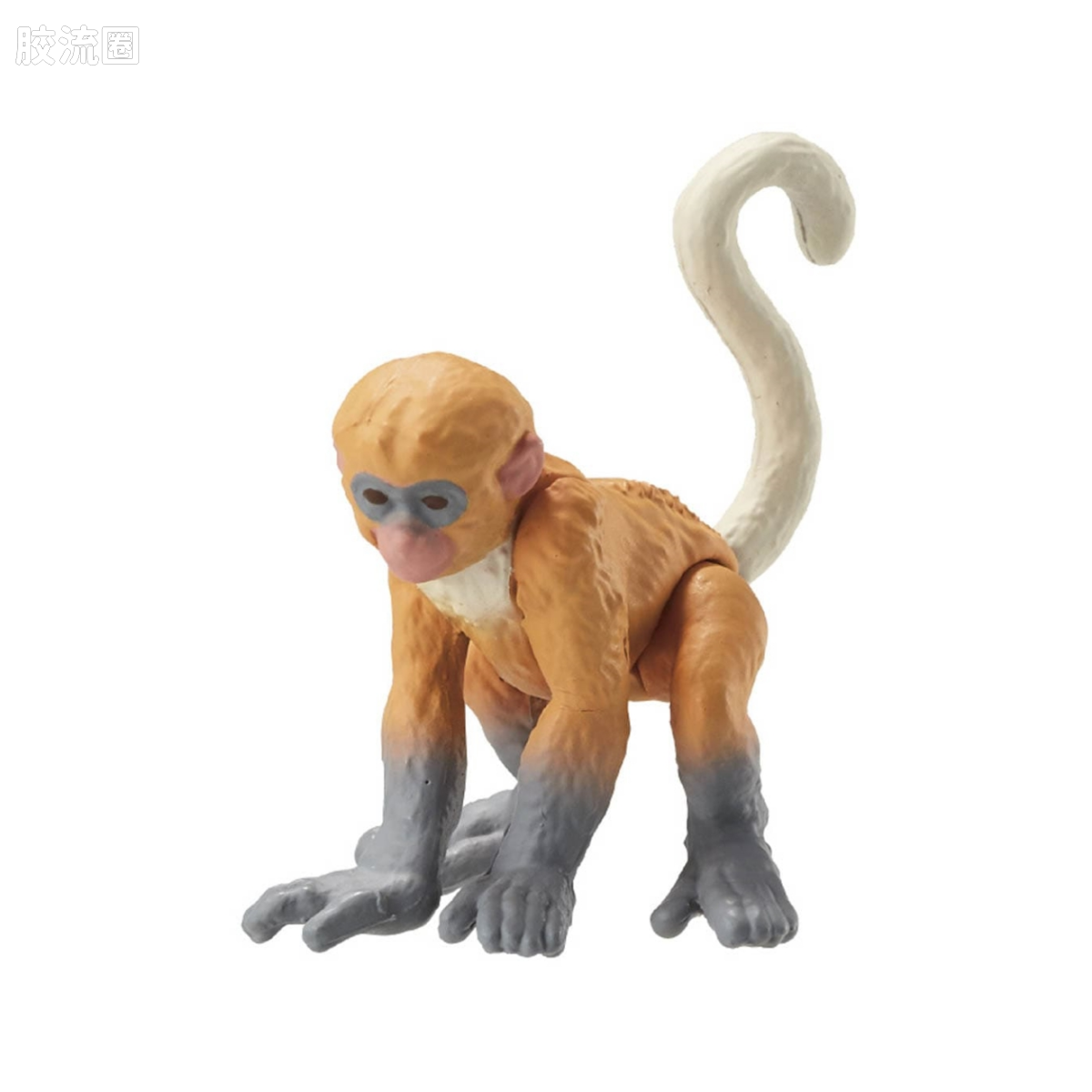 AC-11 长尾猴(幼崽)