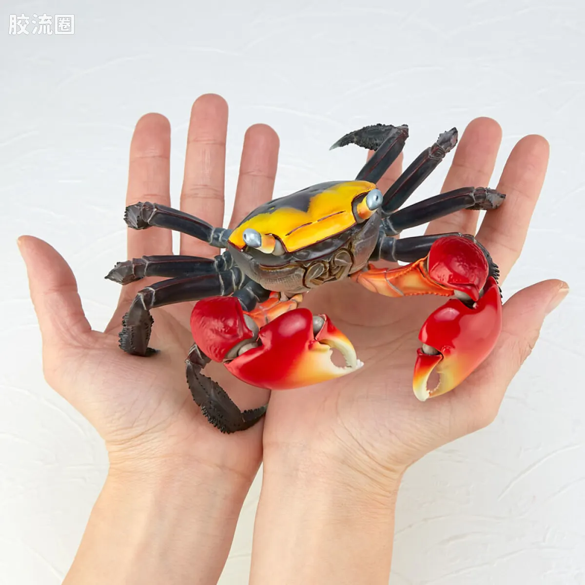 转轮科技 REVOLTECH GEO 红螯相手蟹 - 图片