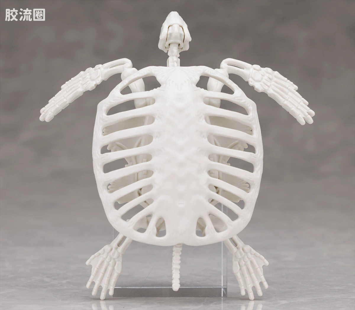 万代综合拼装模型系列 Plannosaurus 古巨龟 - 图片