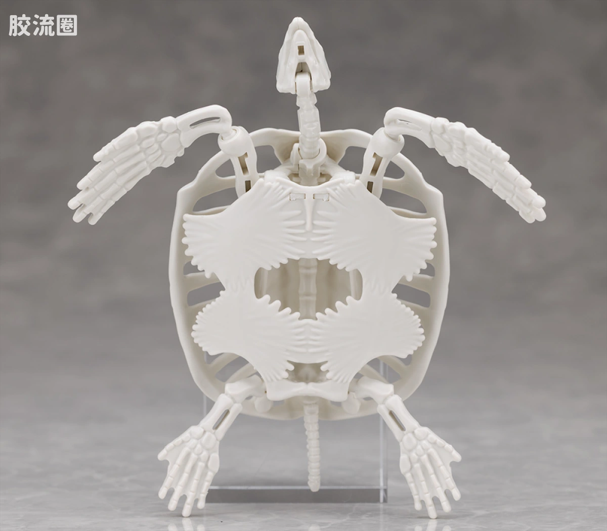 万代综合拼装模型系列 Plannosaurus 古巨龟 - 图片
