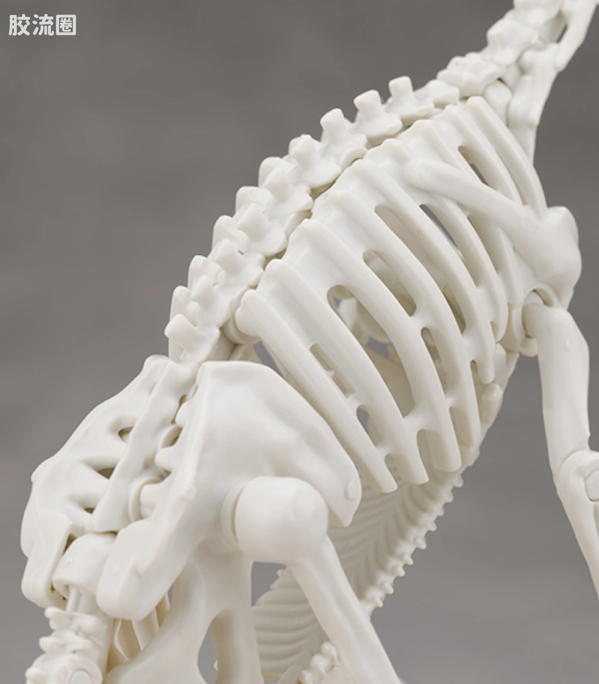 万代综合拼装模型系列 Plannosaurus 镰刀龙 - 图片