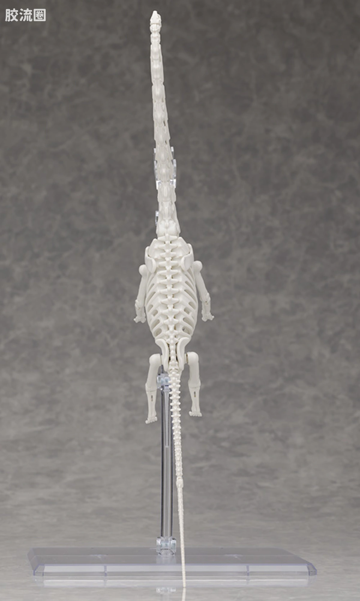 万代综合拼装模型系列 Plannosaurus 腕龙 - 图片