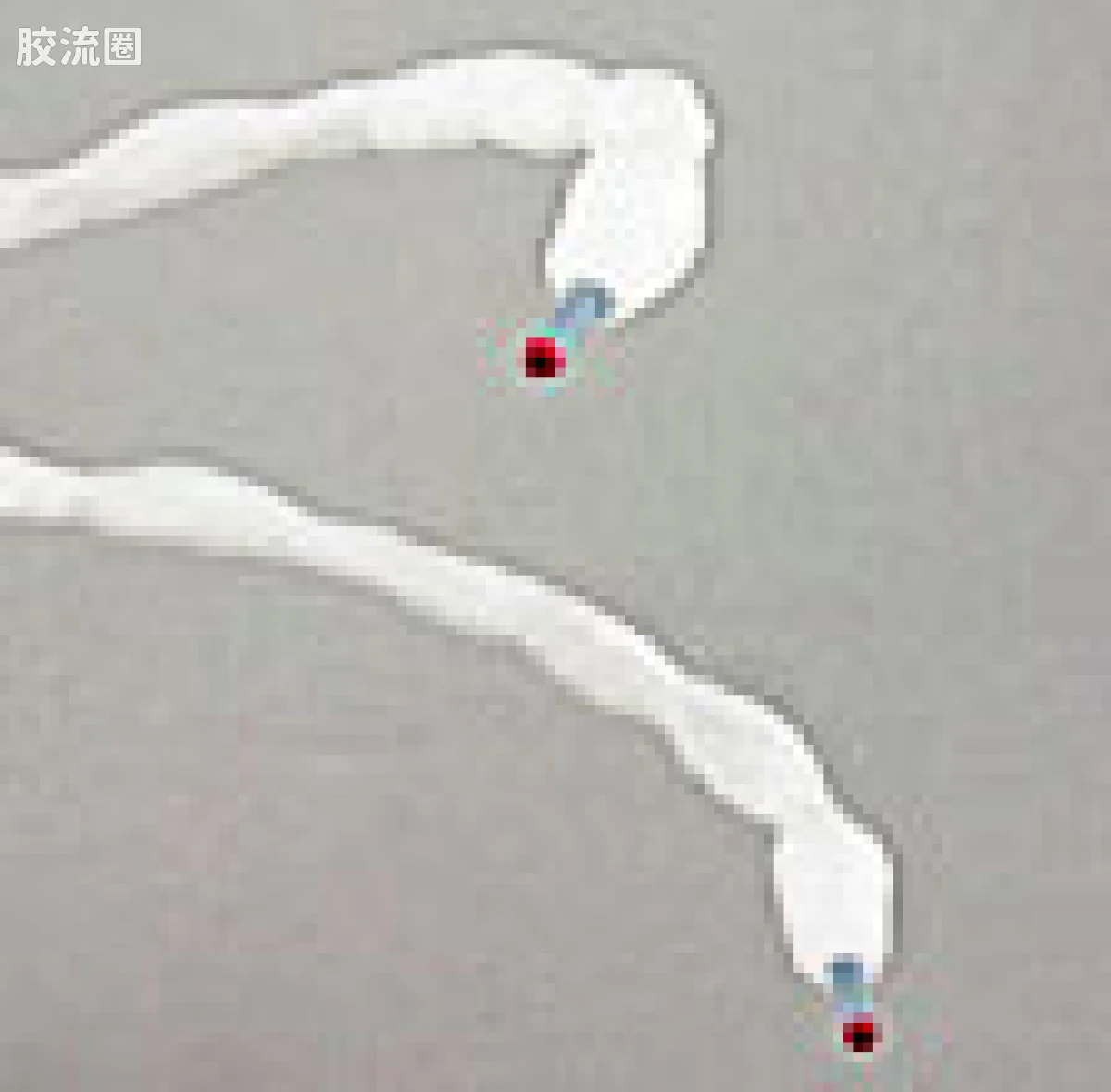 完全变形 完全变形CV 完全变形CV巴尔king+巨蛇 - 图片