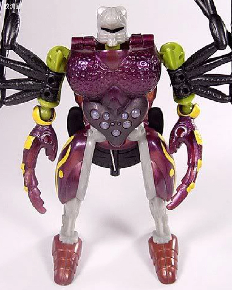 狼蛛 Tarantulas