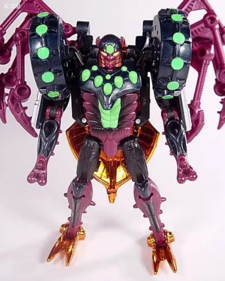 狼蛛 Tarantulas