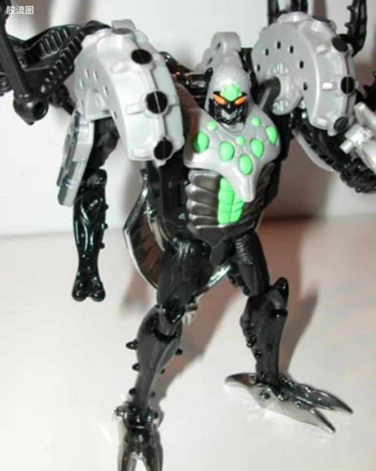 狼蛛 Tarantulas